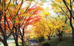 花畑園芸公園の紅葉2008年11月撮影