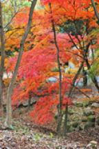 花畑園芸公園の紅葉2008年12月撮影