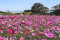 もーもーらんど油山牧場のコスモス（2022年10月撮影）
