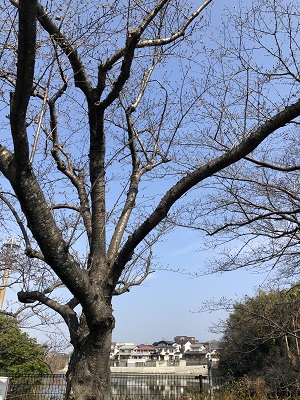 蓮根池と桧原桜