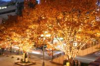 高宮駅前アミューズ広場のイルミネーション2008年12月撮影