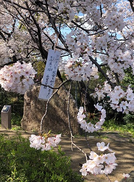 短冊と桜
