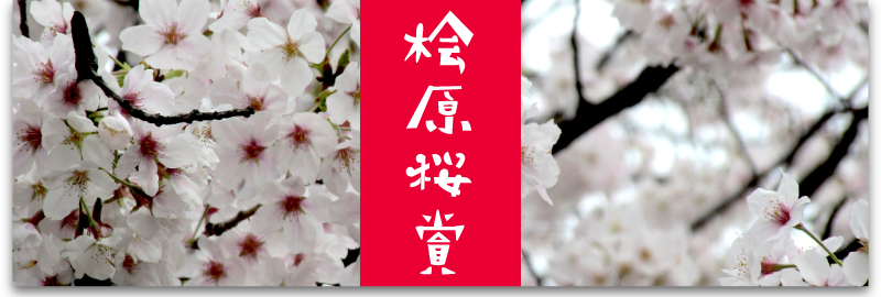 桧原桜賞トップ画像