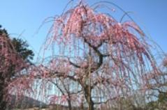 花畑園芸公園のしだれ梅2010年2月撮影