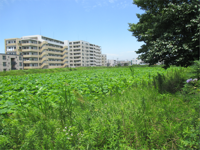 五十川新池の画像