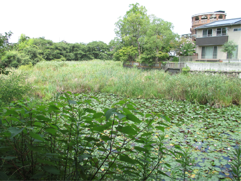 原田山池（八田池）の画像