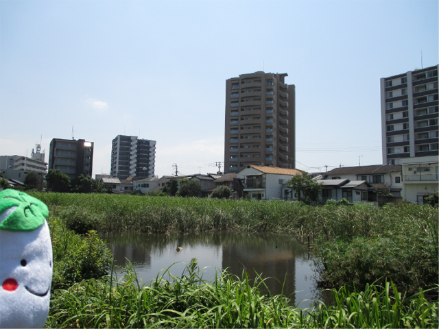 蓮葉井尻池の画像