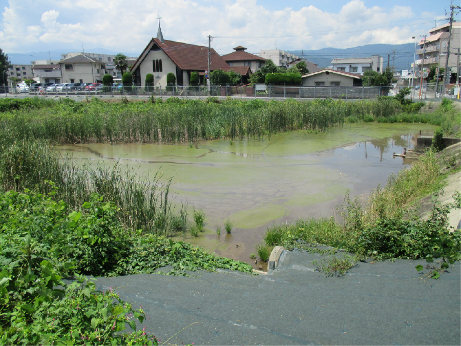 蓮葉日佐池の画像