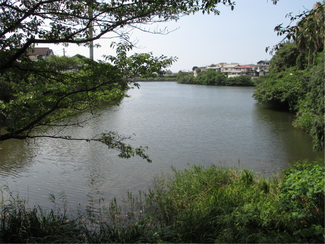 蓮根池の画像