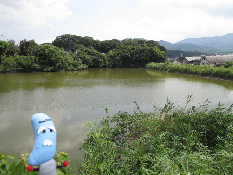 猿楽田池の画像
