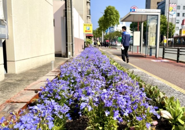 南区役所庁舎花壇の植え替え（4月）3