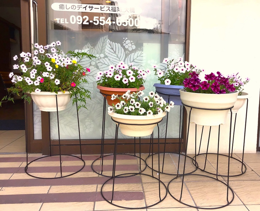 7月の花「ペチュニア」の写真