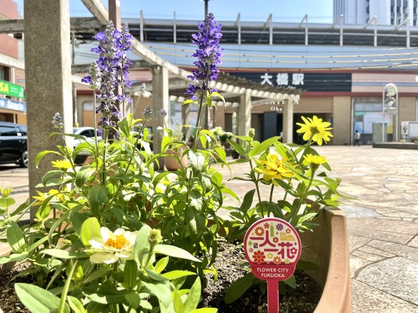 南区役所庁舎花壇の植え替え（4月）3