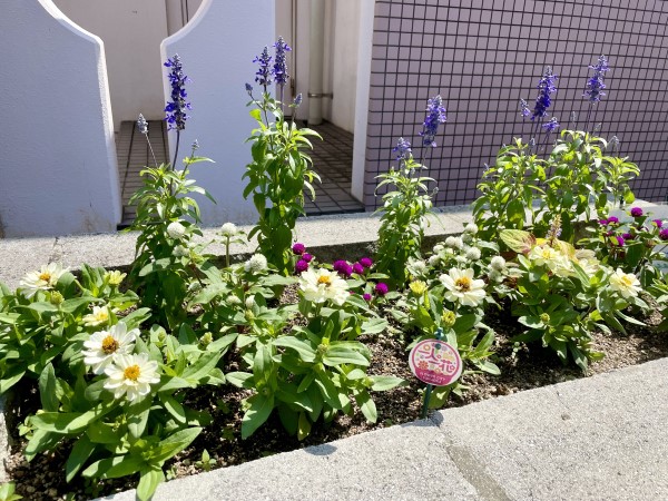 南区役所庁舎花壇の植え替え（5月）3