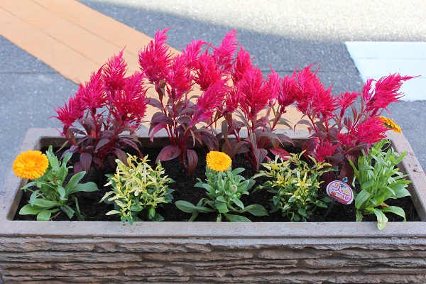 きれいな花が咲いています