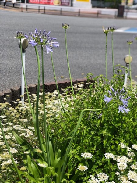 地域に花を咲かせよう会　3