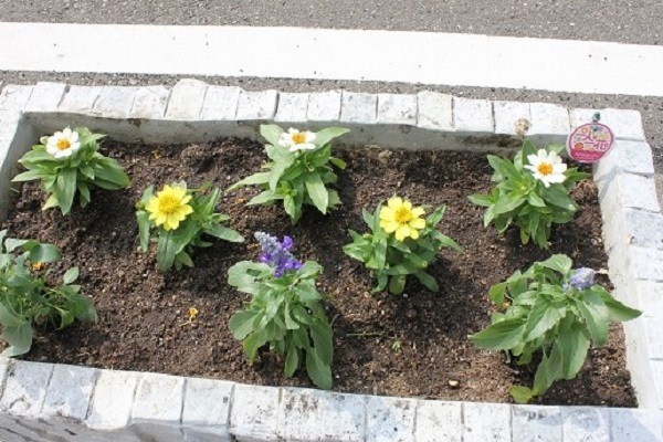 植え替え後の花壇