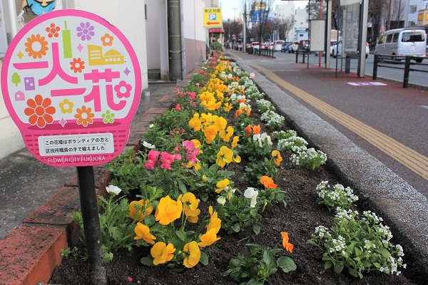 南区役所庁舎花壇の植え替え（冬）2