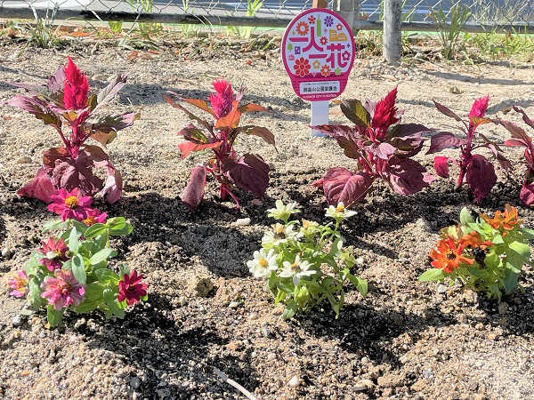 植え替えられた花
