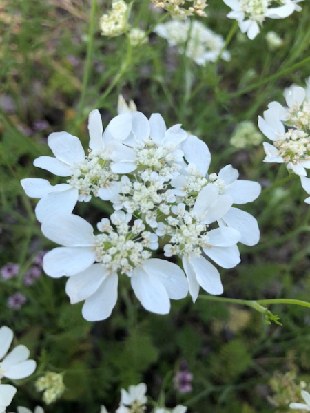 地域に花を咲かせよう会　2