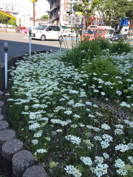 地域に花を咲かせよう会　1