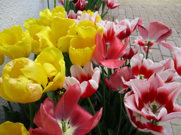 チューリップ２