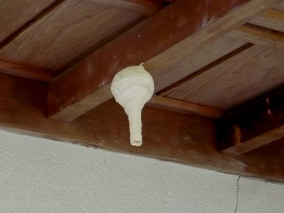 初期の巣の形の写真