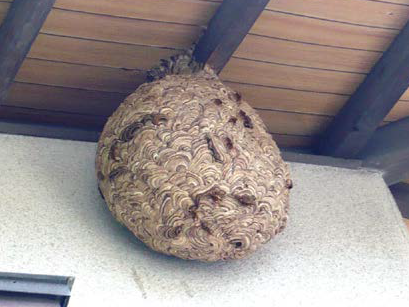 最盛期の巣の形の写真