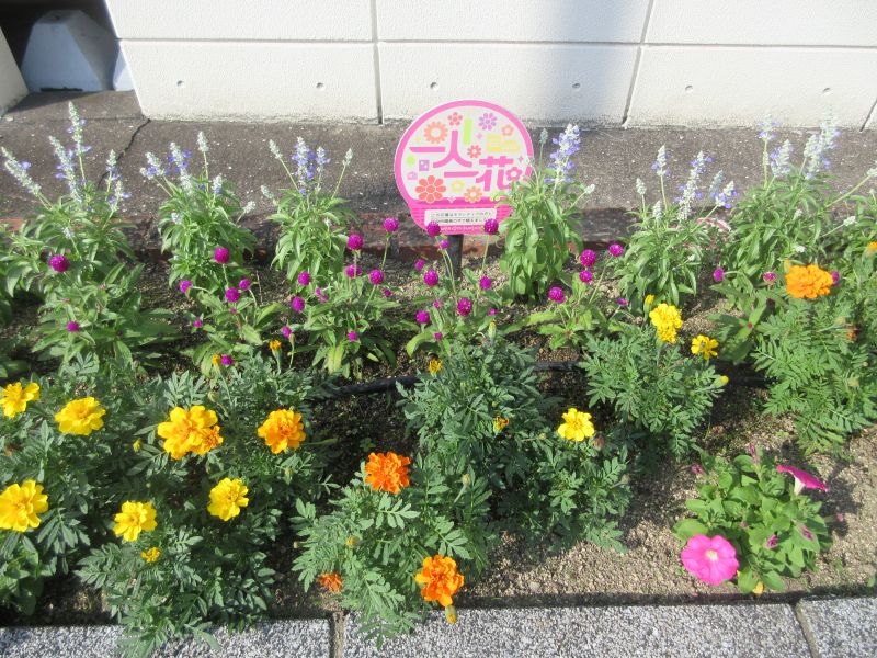 区役所の花壇の植え替えの様子４の３