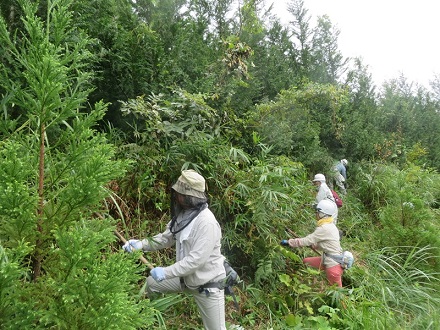 水源林育林活動　下草刈り
