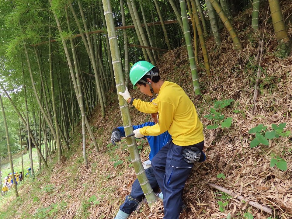 枝打ちをしている写真