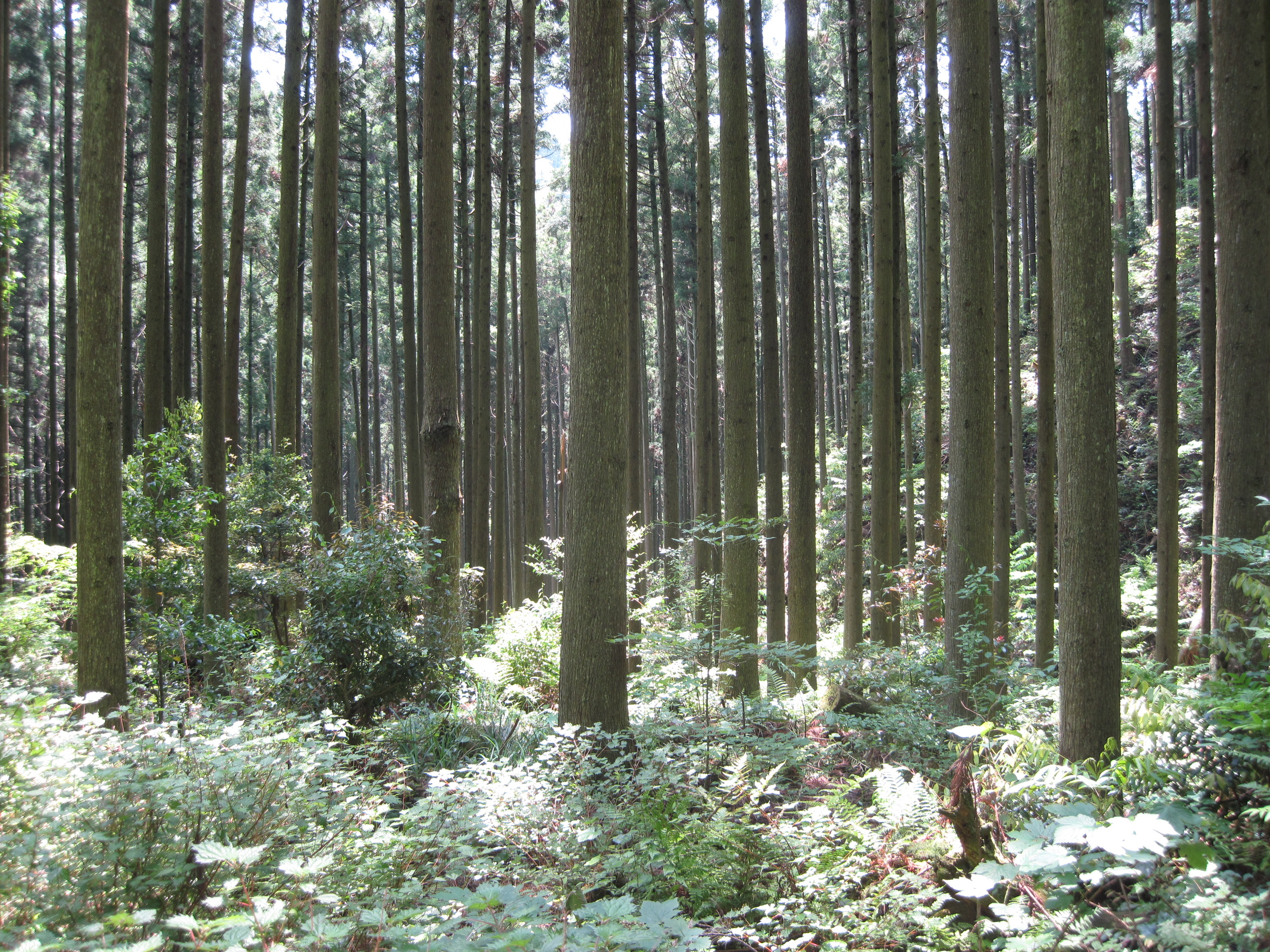 整備された森林の写真