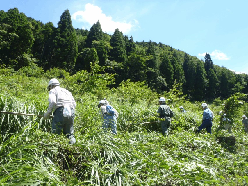 下草刈り作業の写真