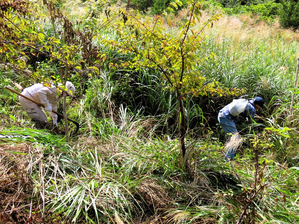 200海里の森づくり参加者が草刈りをする様子
