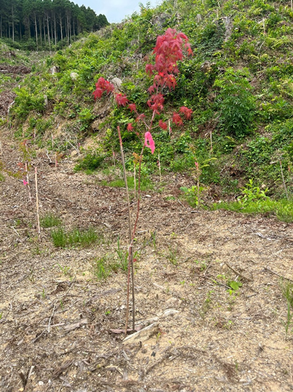 広葉樹の苗