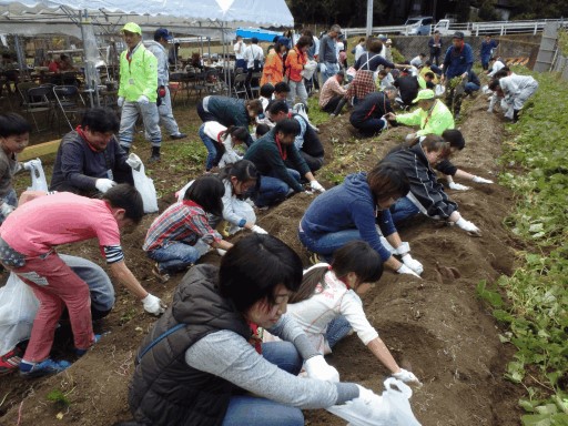 芋ほりの様子