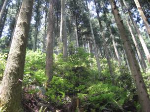 望ましい人工林の写真