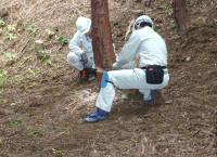 間伐状況の写真