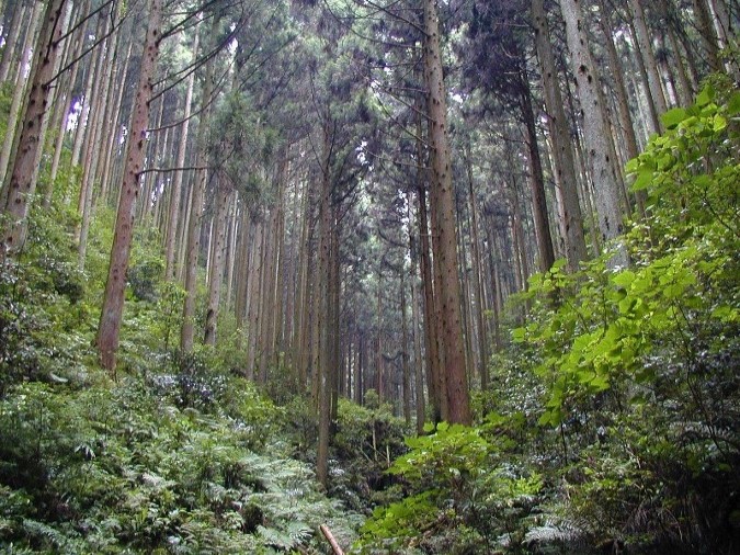 手入れの行き届いた水源かん養林
