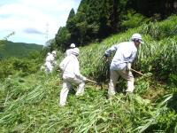 下草刈り状況の写真