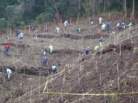 植林状況の写真