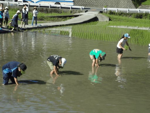 田植えの様子