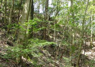 望ましい天然林の写真