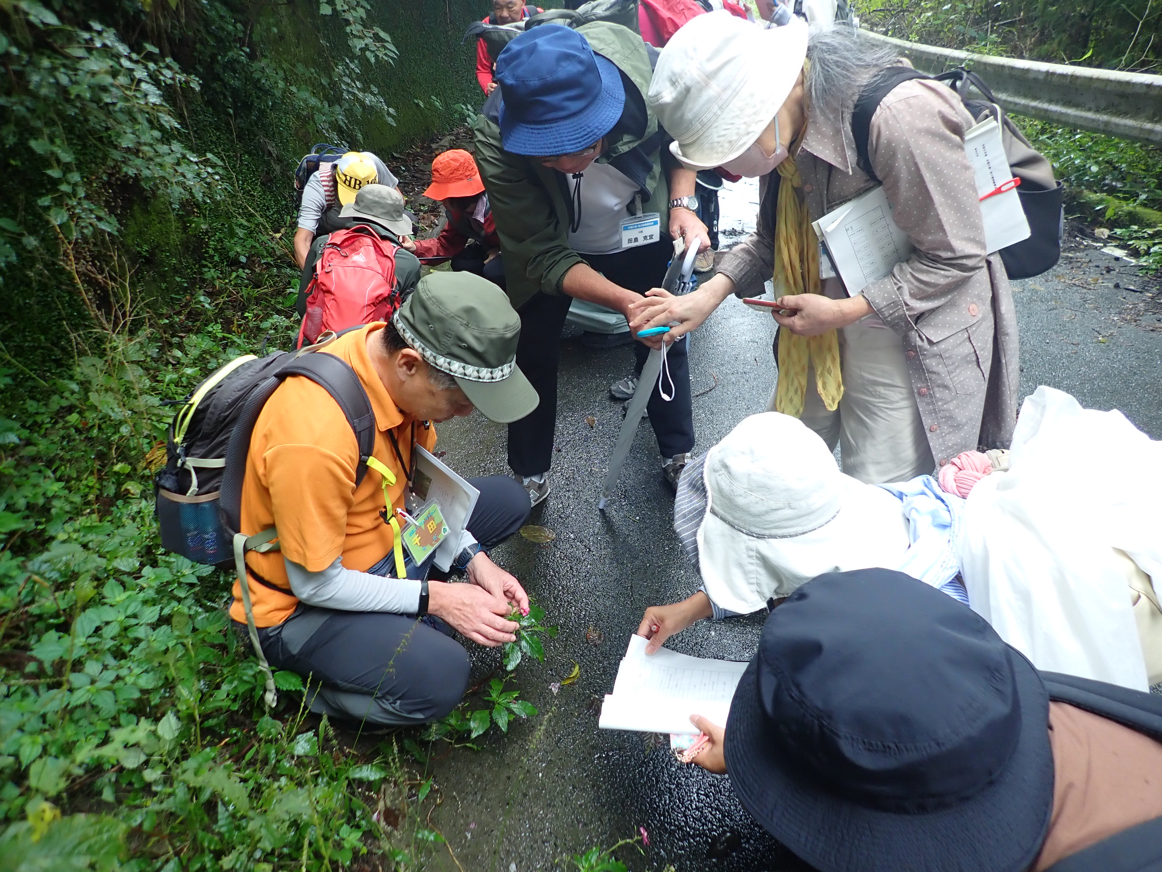 昨年度の植物観察会の様子