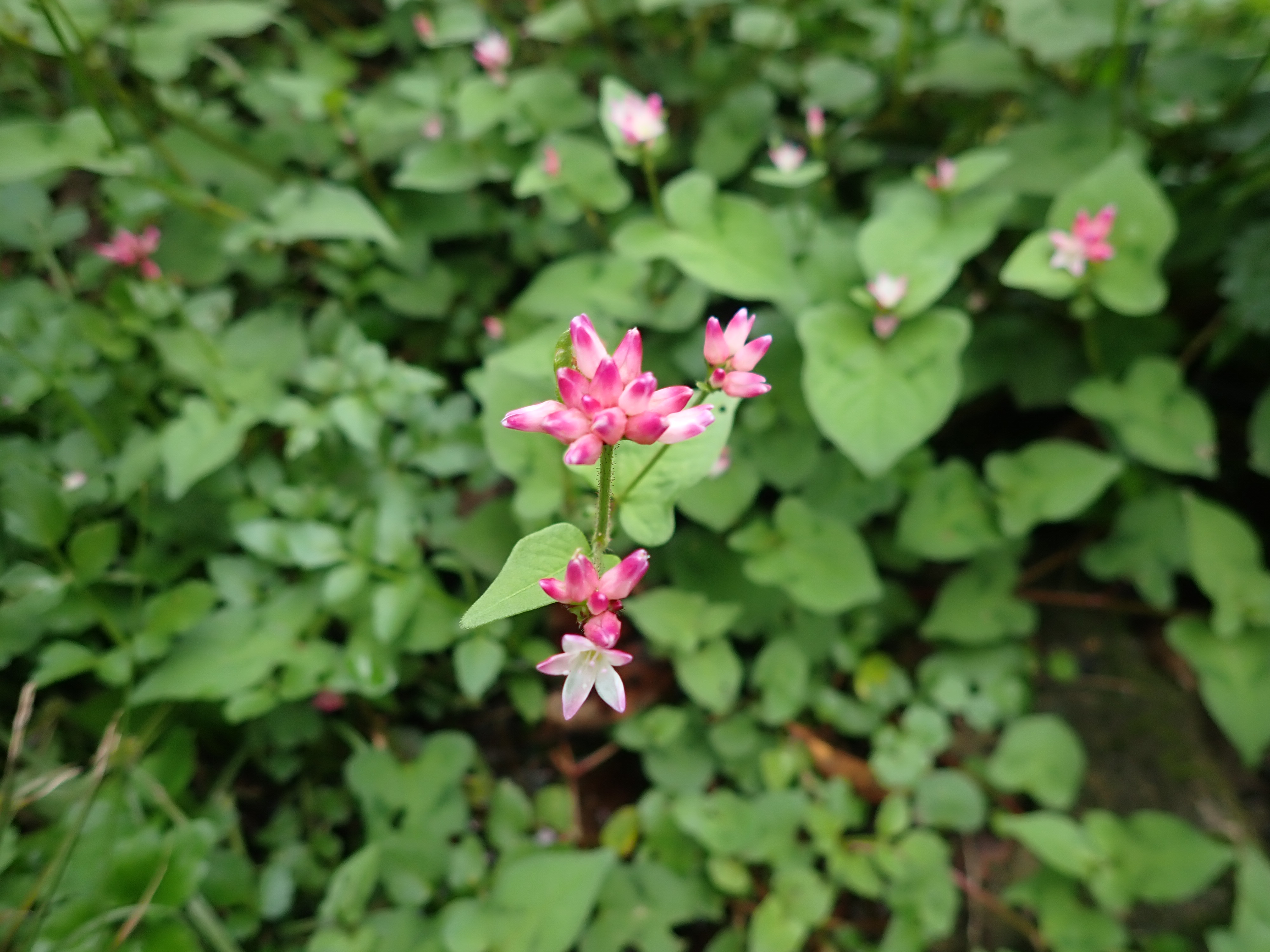 昨年度の植物観察会で撮影した花