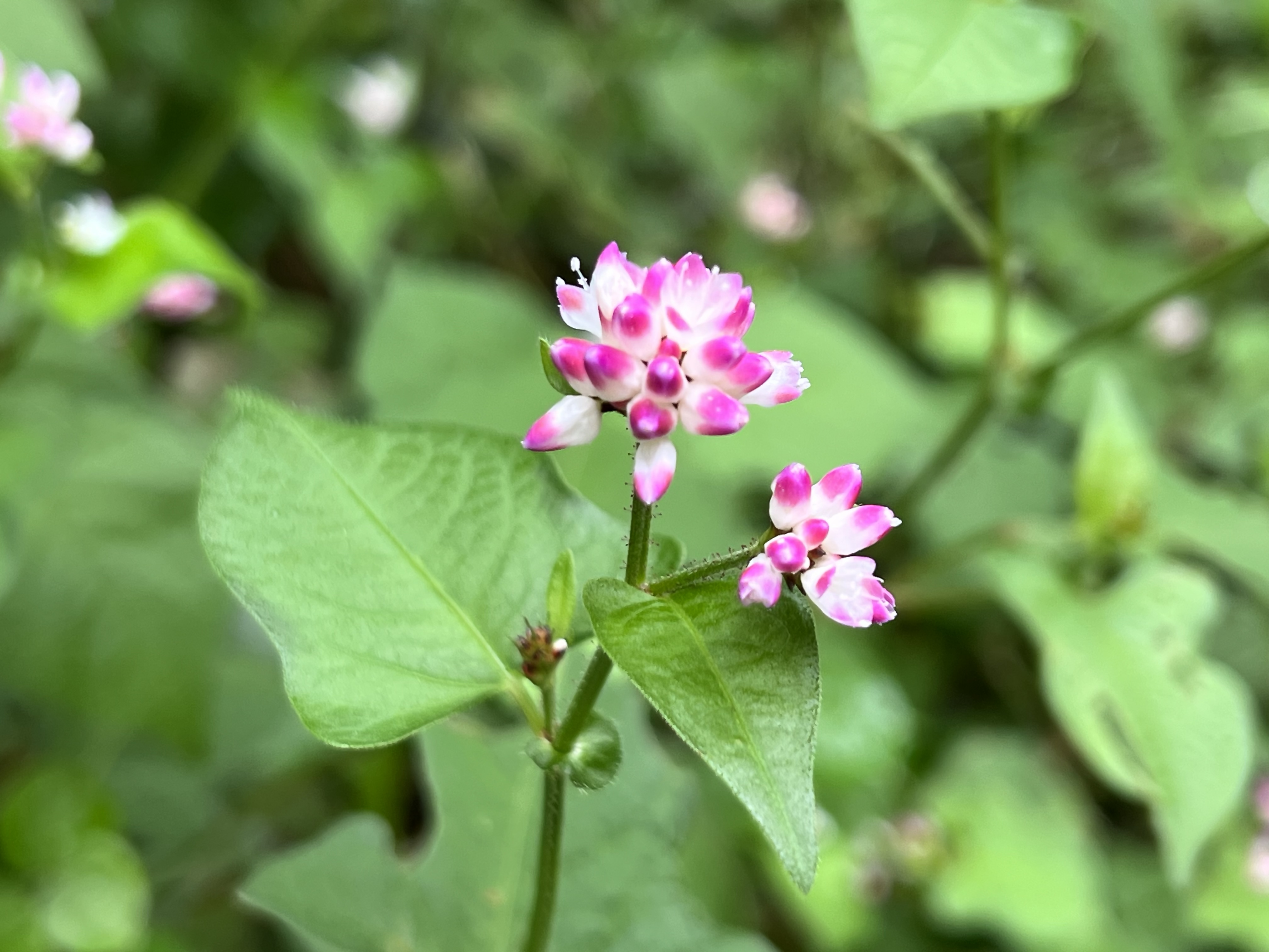 昨年度の水源の森・秋の植物観察会で撮影した花の写真