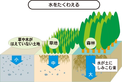 水をたくわえるはたらきを示した図です。