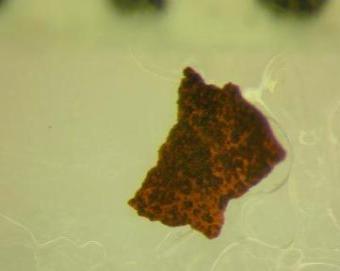 水道管からはく離した鉄サビ（拡大画像）