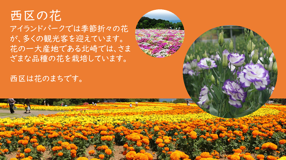 西区の花紹介
