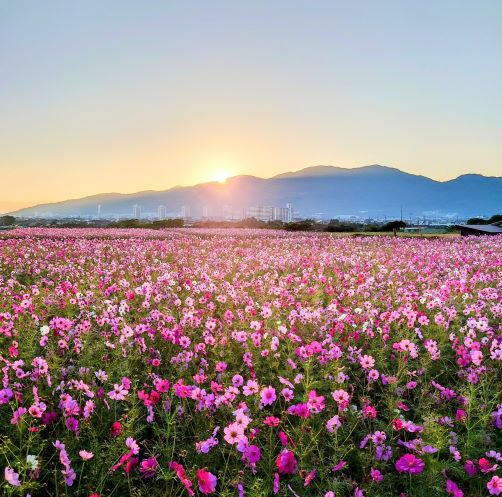 やよいの風公園のコスモス畑から見た油山の日の出